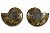 Cut & Polished Ammonite Fossil - Madagascar #379121-1